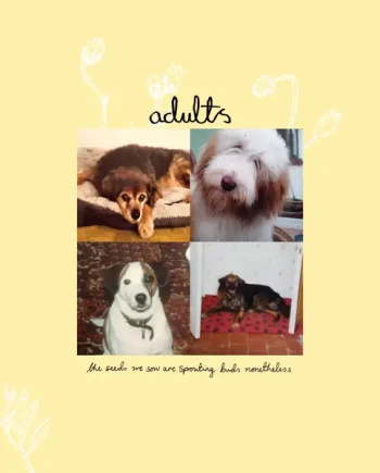 adults - the seeds we sow are sprouting buds nonetheless VINYL (LTD. ED. GREEN)