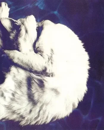 CHAPTERHOUSE - WHIRLPOOL VINYL RE-ISSUE (LTD. NUMBERED ED. 180G WHITE & BLACK MARBLED)